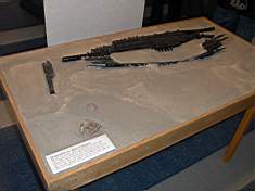 MedeltidsSkeppsMuseet2004-05-23 044.jpg